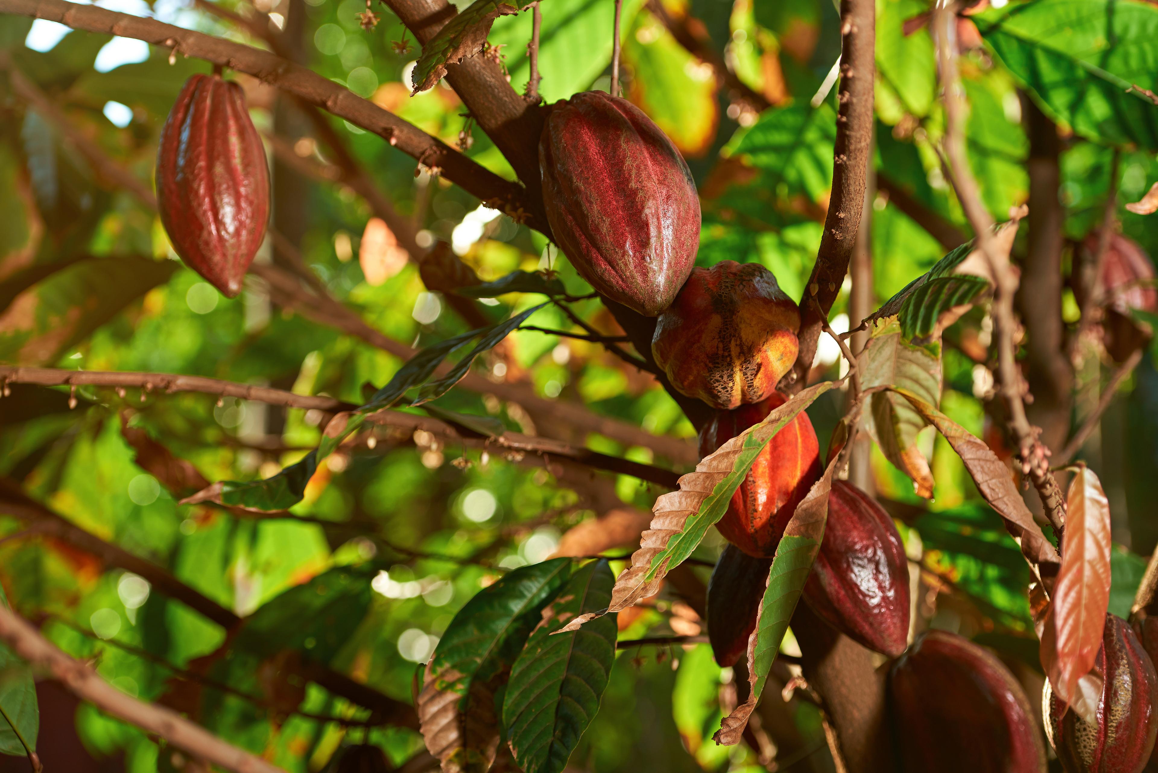 Cacao farm