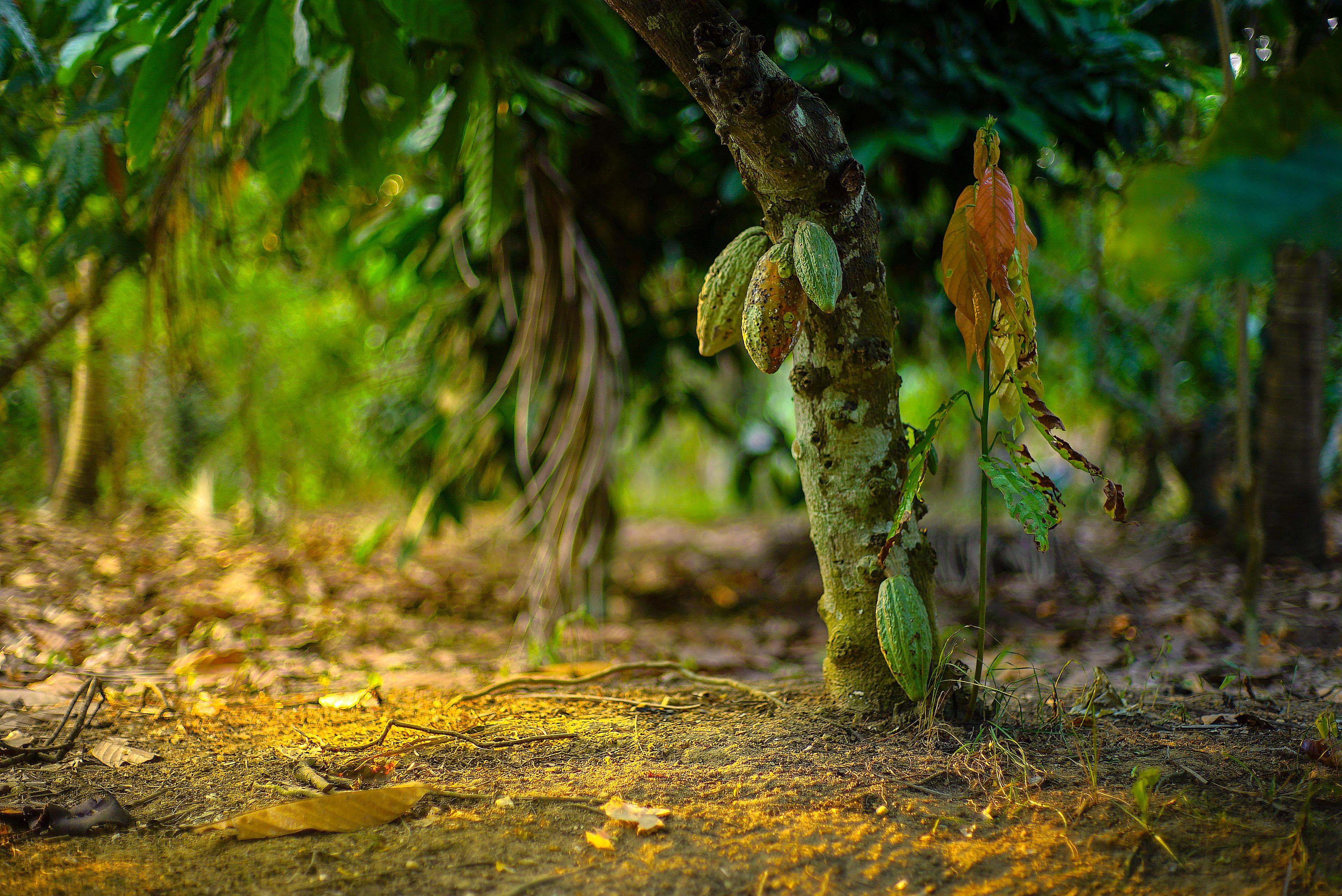 Cacao plant