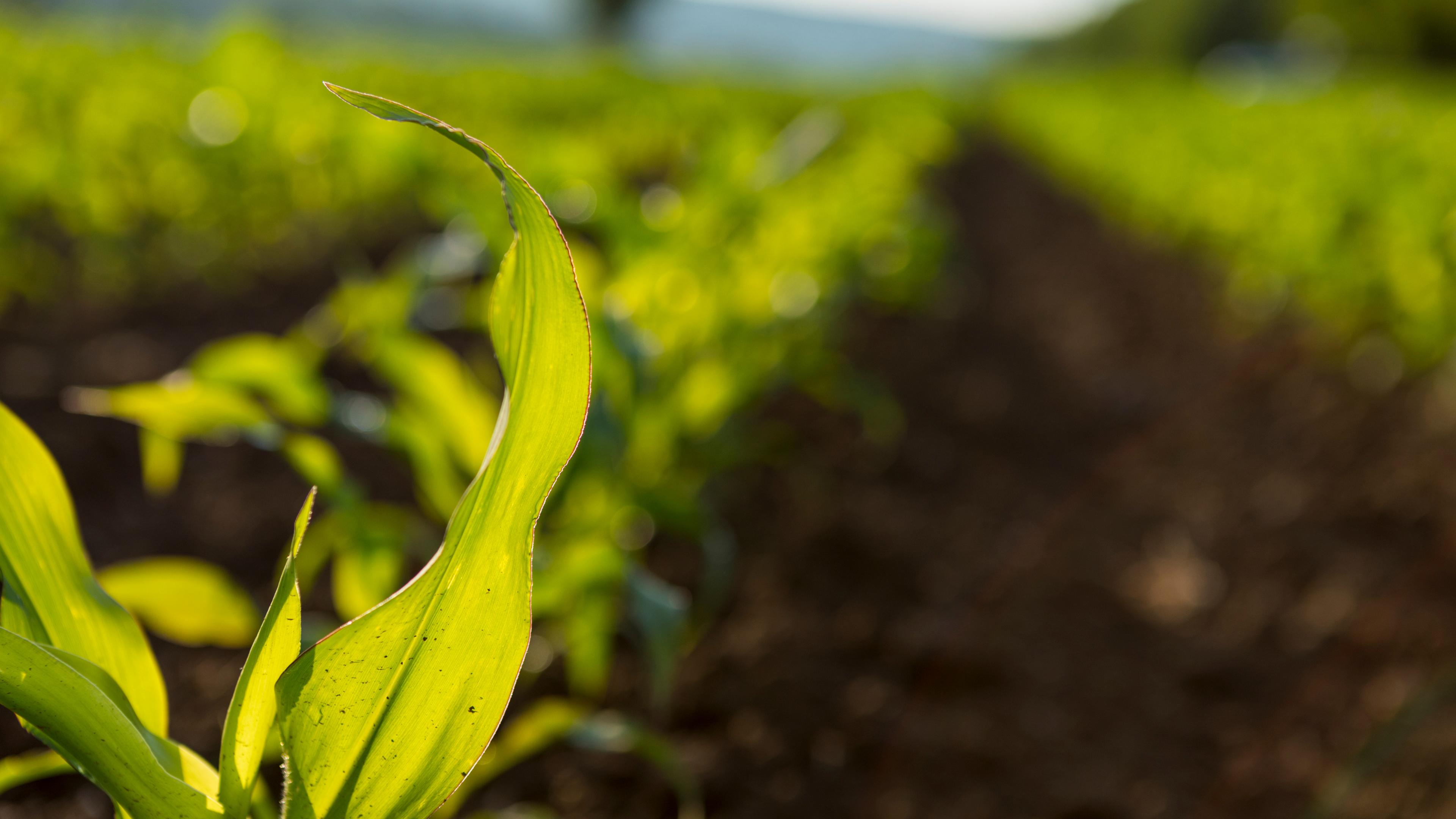 Teaser webinar british sugar and nave analytics