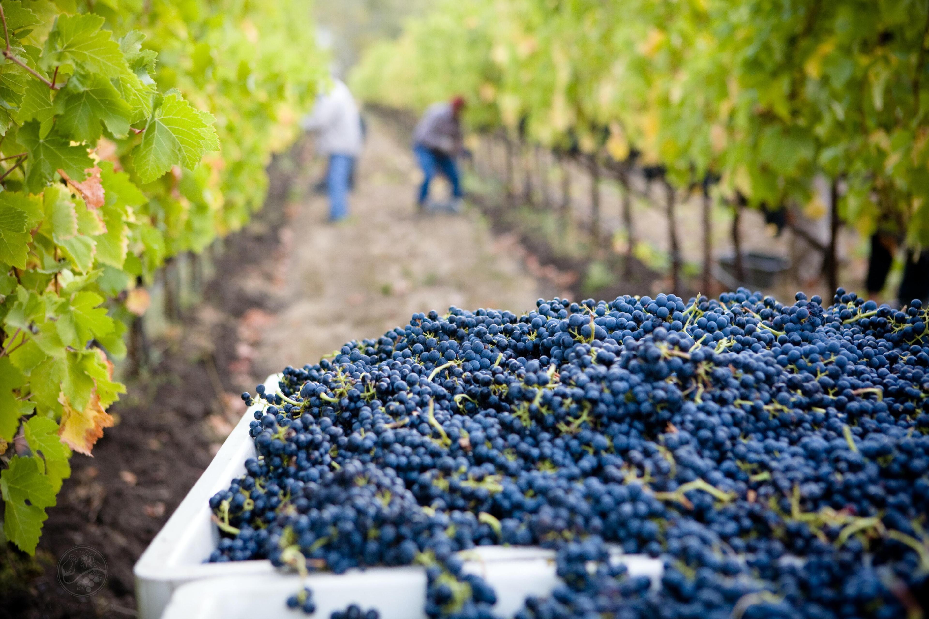 Lasseter winery as G1 QS Dvb4g unsplash